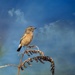 Dartford Warbler by judithdeacon