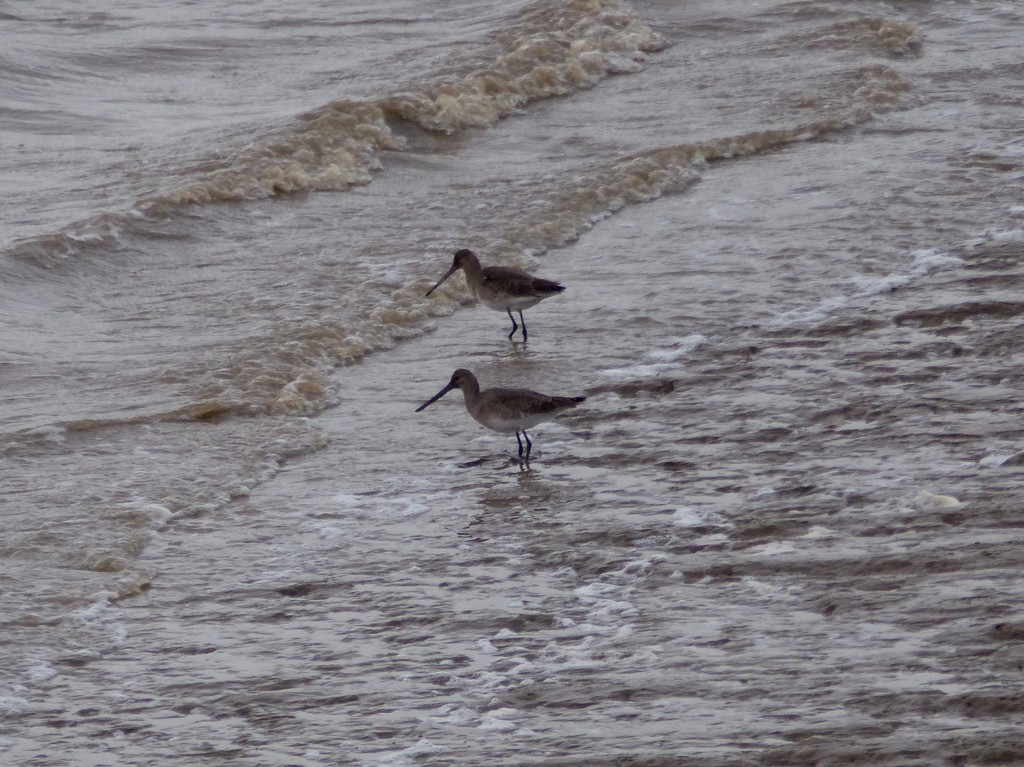  Bar Tailed Godwits (I think) by susiemc