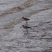  Bar Tailed Godwits (I think) by susiemc