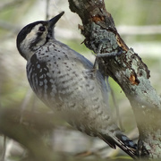 2nd Jan 2017 - Ladder-backed Woodpecker, Texas