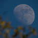 Daytime Moon Shot! by rickster549