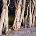 Paperbarks at dusk  by peterdegraaff
