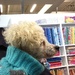 quilt shop dog by wiesnerbeth