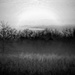 Fog Bank by olivetreeann