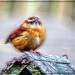 Angry Bird? by olivetreeann