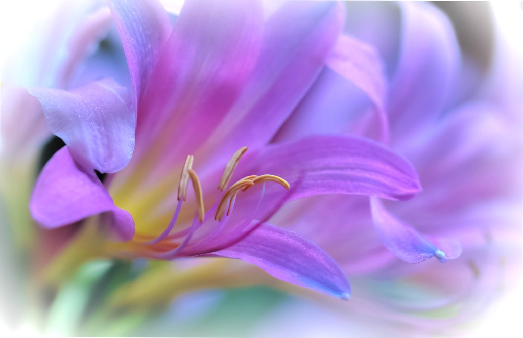 lilies by lynnz