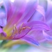 lilies by lynnz