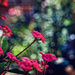 My Garden - Euphorbia by annied