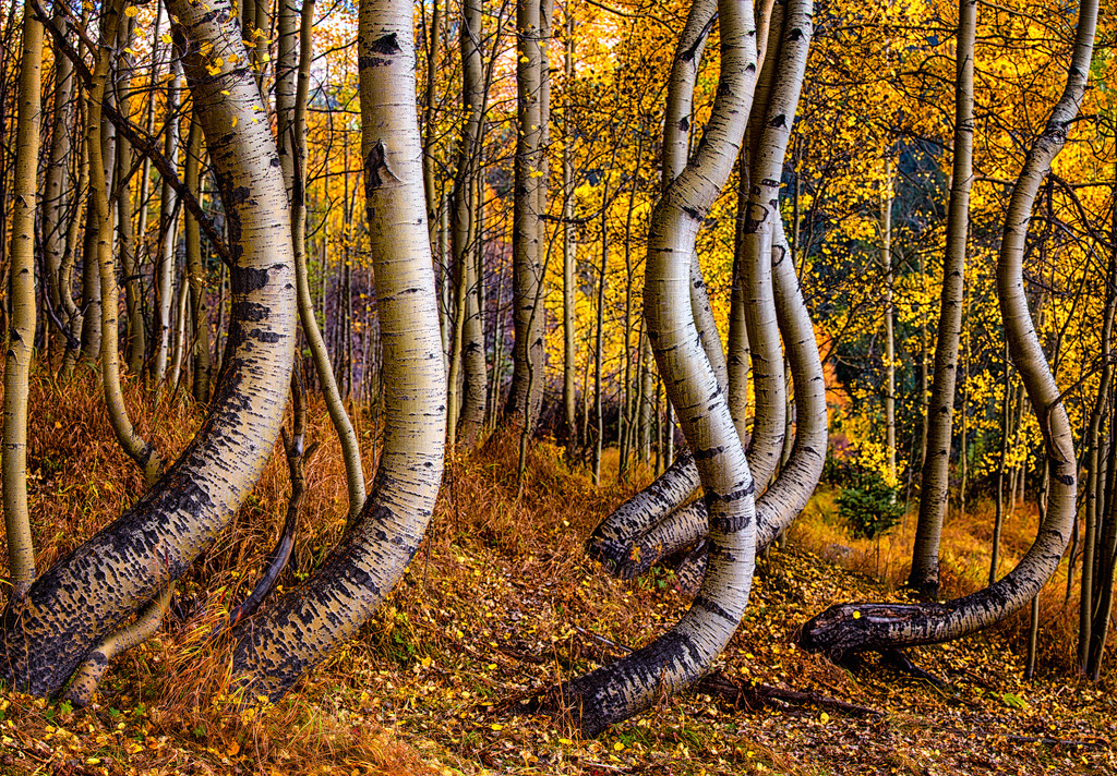 The Art of Aspens in the West by exposure4u