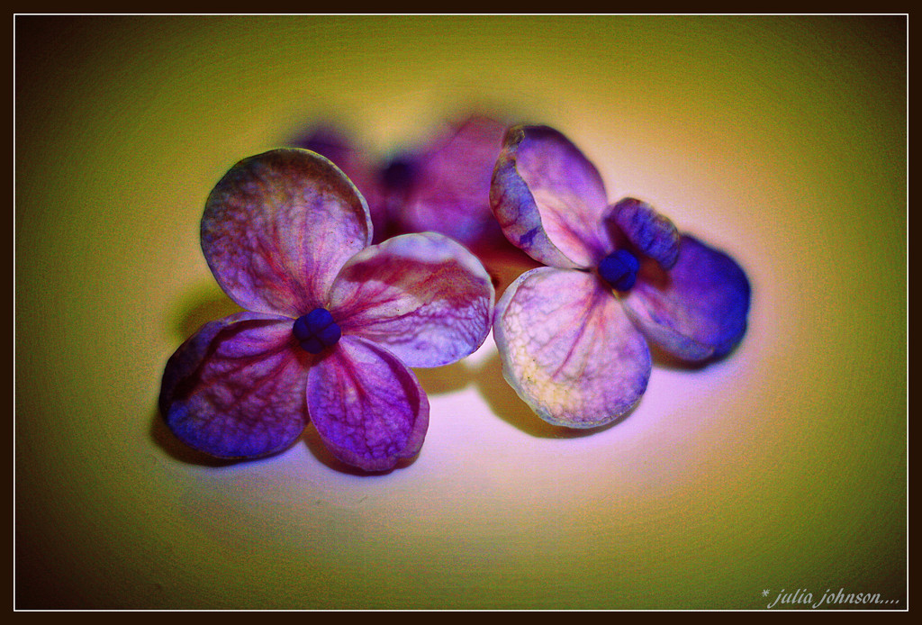 Hydrangea florets.. by julzmaioro