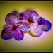 Hydrangea florets.. by julzmaioro