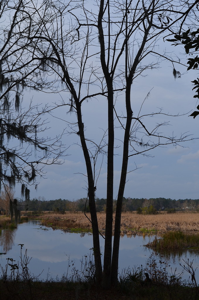 Winter trees by congaree