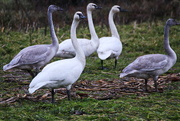 7th Jan 2017 - My First Trumpeter Swans