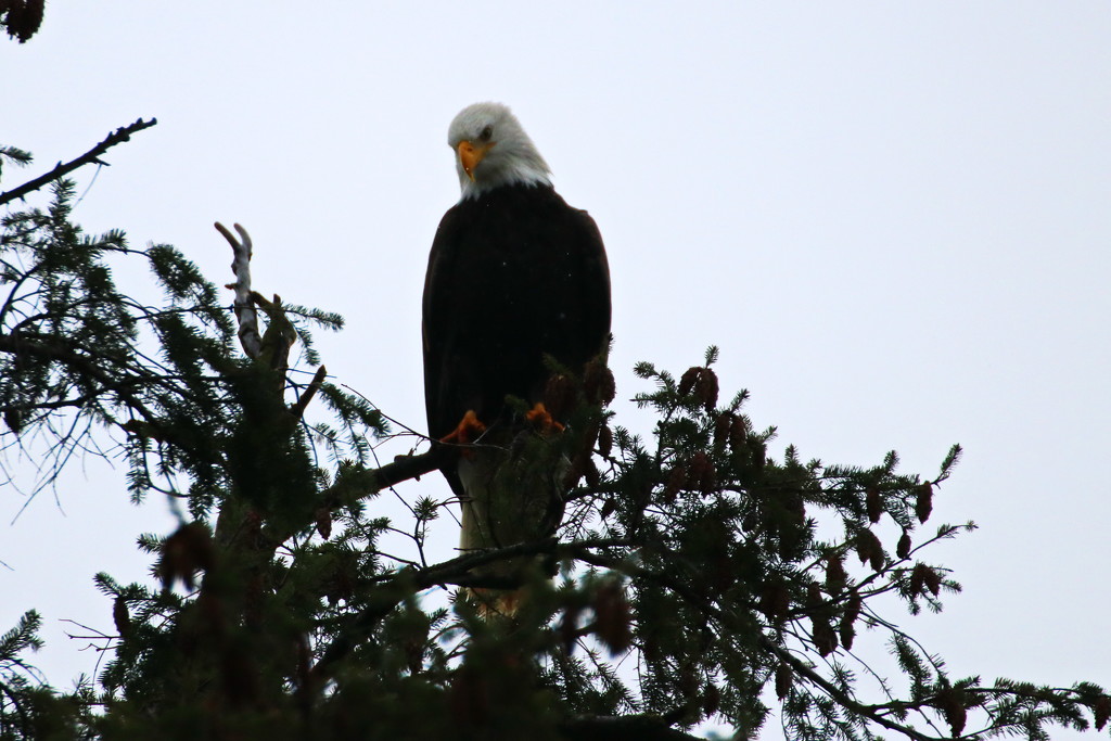 My Second Bald Eagle by terryliv