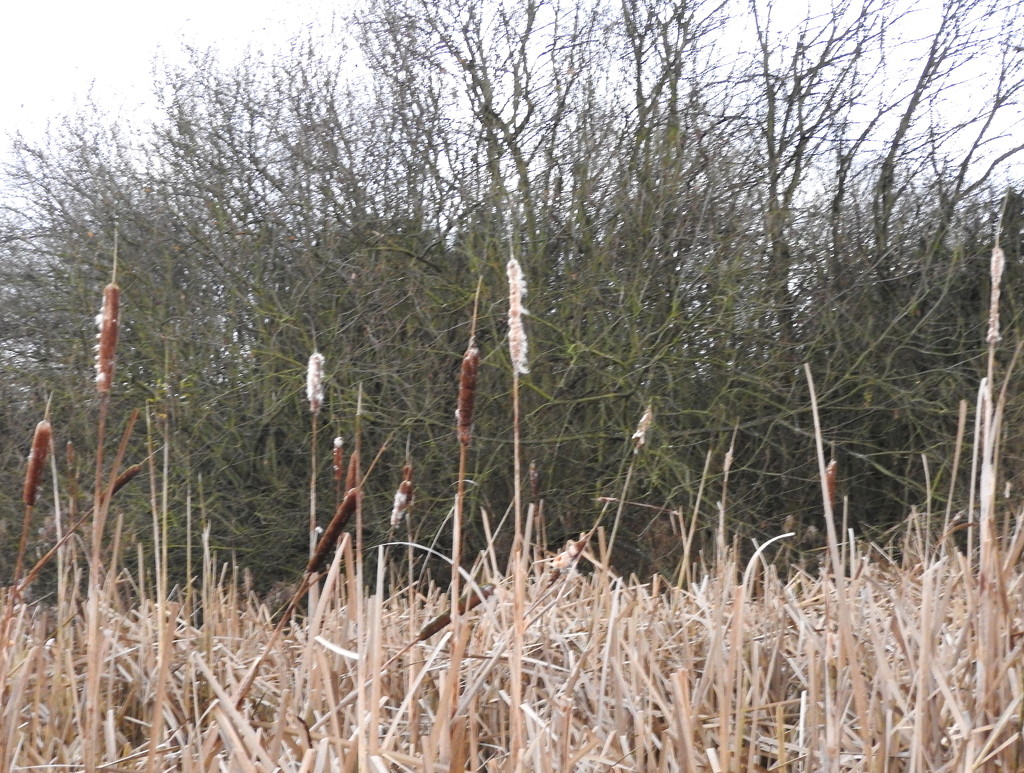 Reed Bed by oldjosh