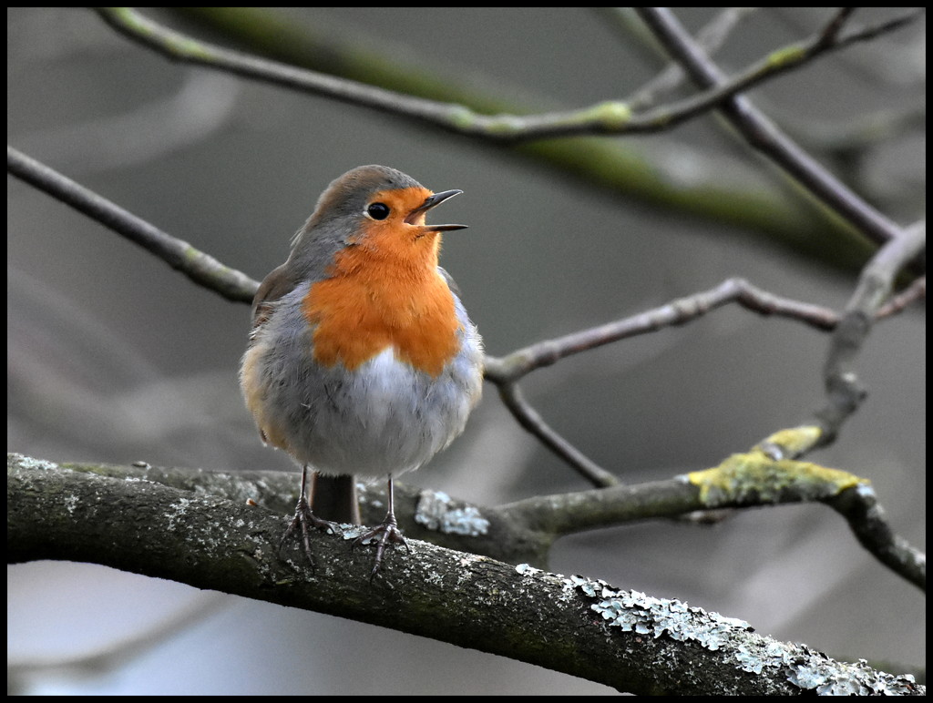 A singing robin a day keeps the miseries away by rosiekind