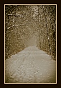 20th Dec 2010 - Walkin in a Winter Wonderland