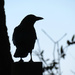 Crow Silhouette by seattlite