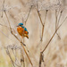 Female Kingfisher No 1 by padlock