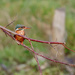 Female Kingfisher No 2 by padlock
