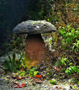 3rd Jan 2017 - A frosted saddle stone in the garden..