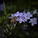Glistening Bee Wings ~ by happysnaps