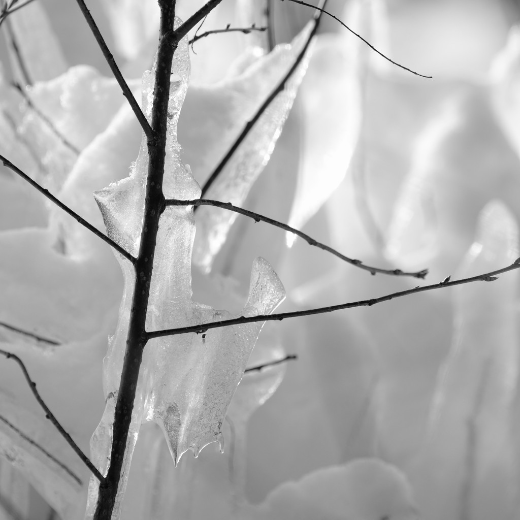 Tree and Ice by tosee