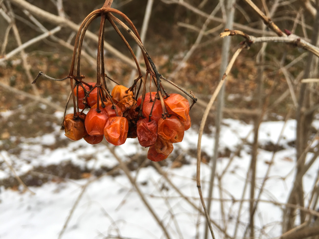 Winter Orange by loweygrace