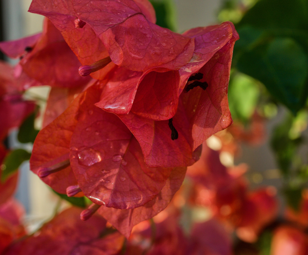 After the rain by eudora