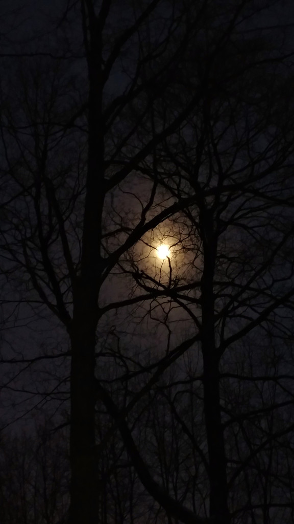 Walk in the woods with the moon shining through. by hellie