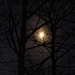 Walk in the woods with the moon shining through. by hellie