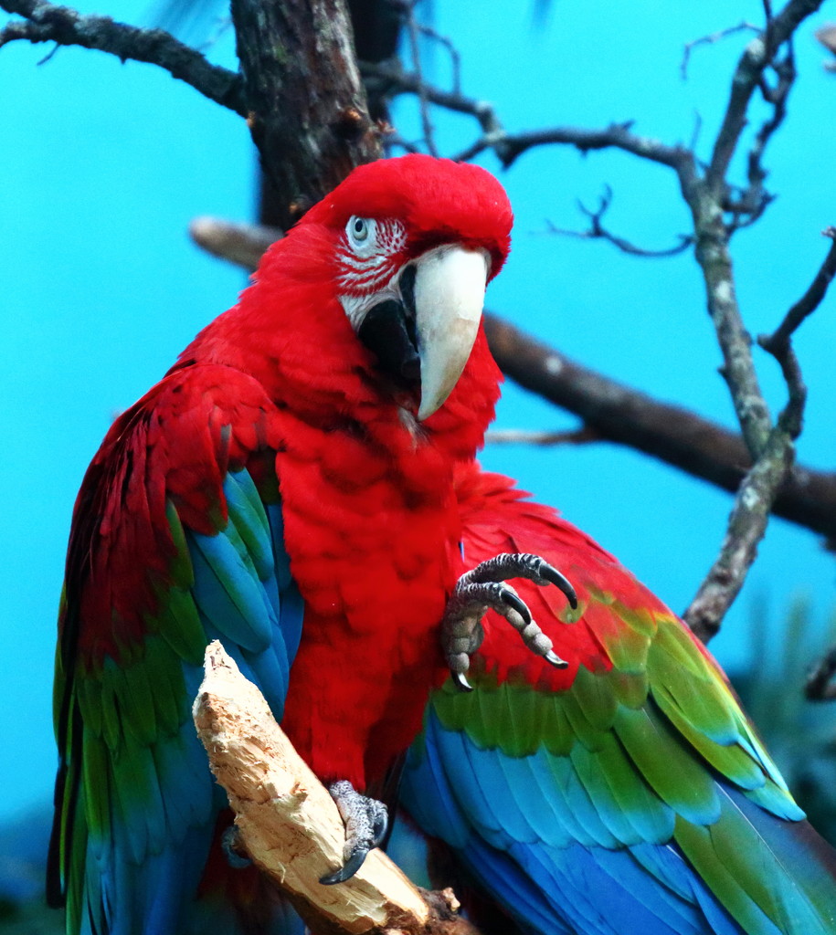 Green Winged Macaw  by randy23