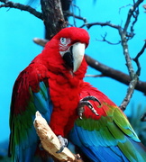 10th Jan 2017 - Green Winged Macaw 