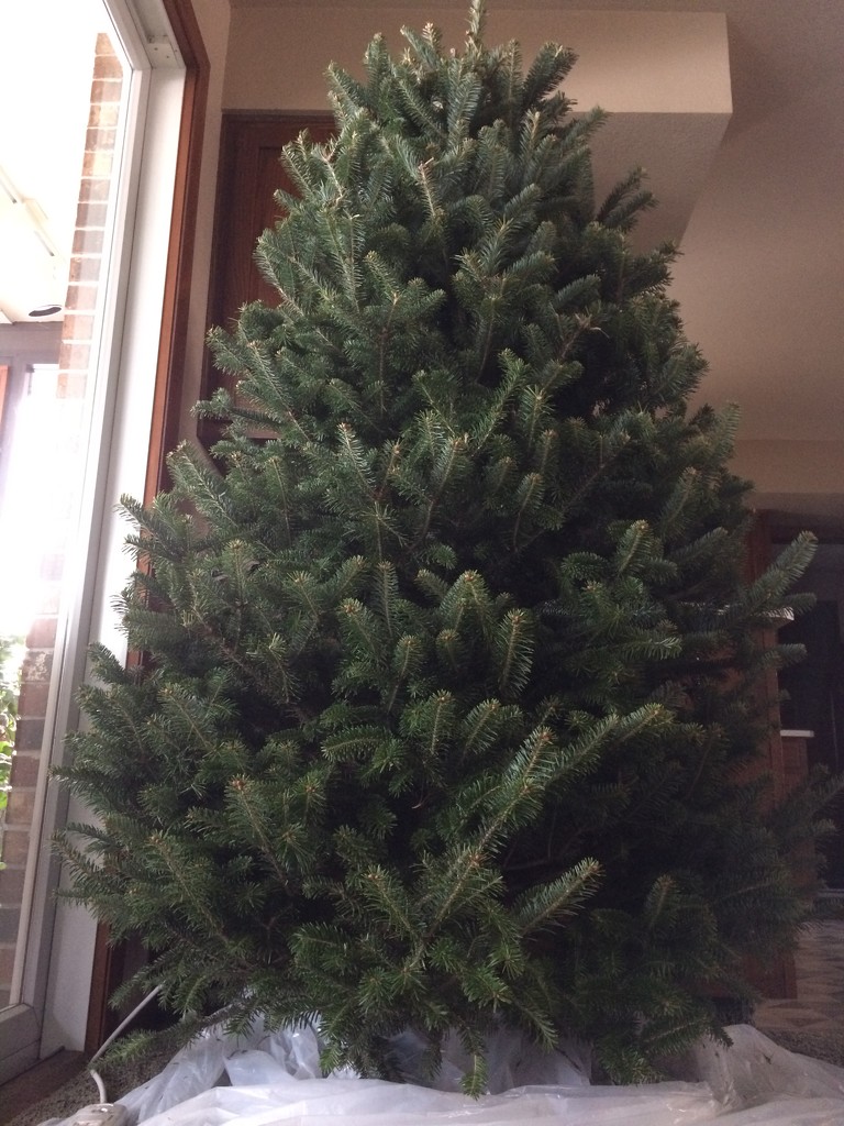 Farewell, pretty Christmas tree!  by bjchipman
