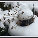 Sedum in the Snow by allie912
