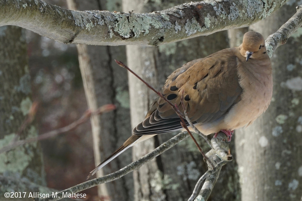 Mourning Dove #2 by falcon11