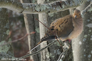 9th Jan 2017 - Mourning Dove #2