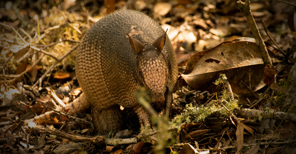Armadillo Coming up for Air! by rickster549