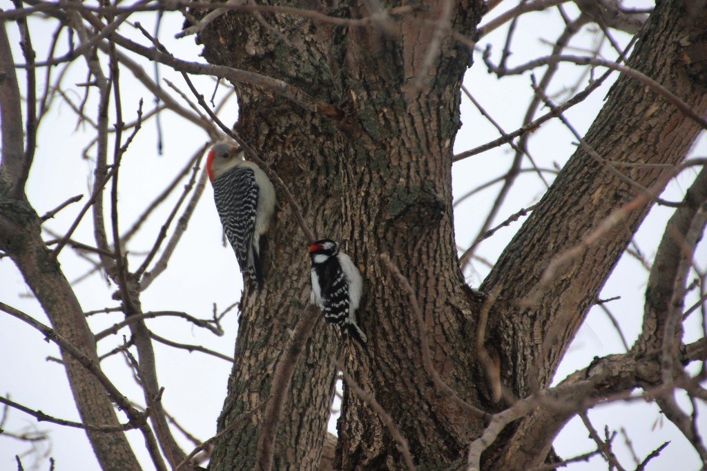 Red-bellied Woodpecker and Downy Woodpecker by bjchipman