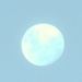Blue moon of Kentucky  by Dawn