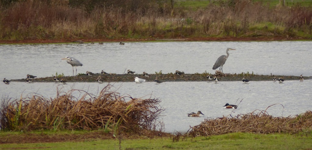 Herons, Lapwings, Shovellers and a Gull by susiemc