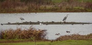 31st Dec 2016 - Herons, Lapwings, Shovellers and a Gull