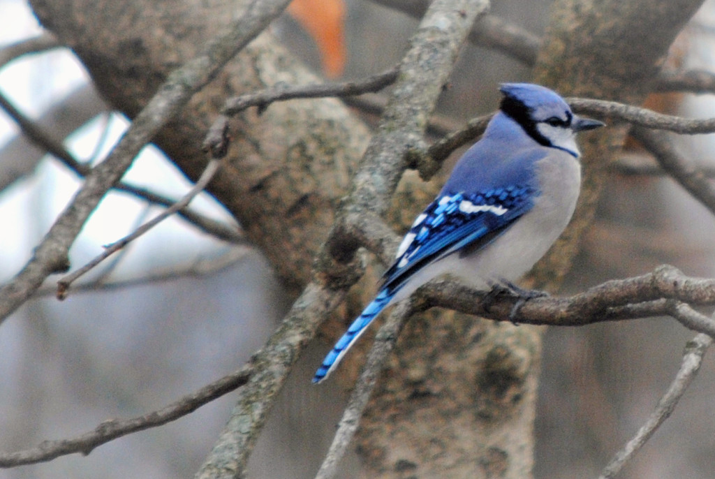 Gray Day, Blue Jay, Won't You Paint the Sky for Meh by alophoto