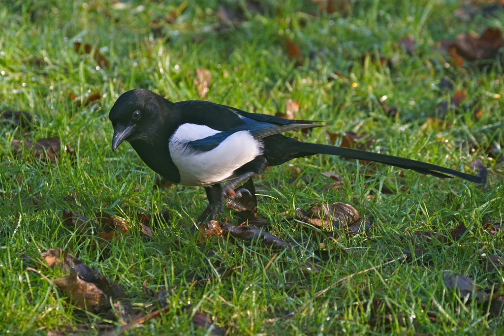 THIEVING MAGPIE by markp