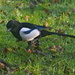 THIEVING MAGPIE by markp