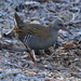ANOTHER WATER RAIL by markp