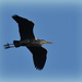 The flight of the heron by rosiekind
