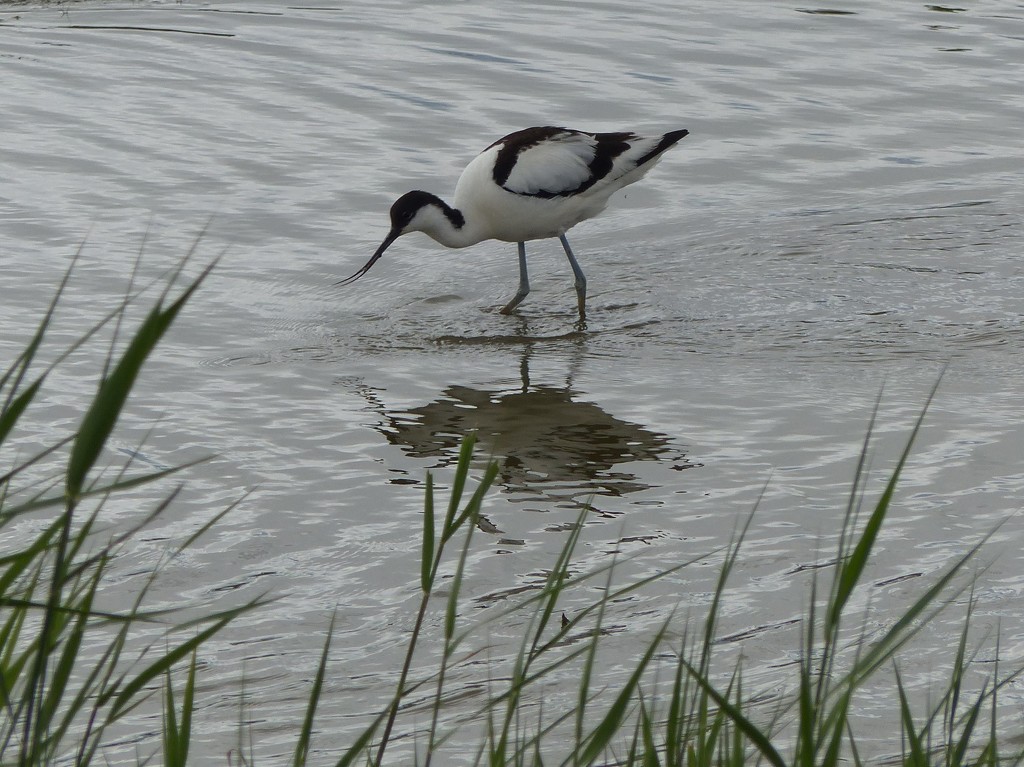  Avocet at Minsmere, Suffolk by susiemc