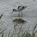  Avocet at Minsmere, Suffolk by susiemc