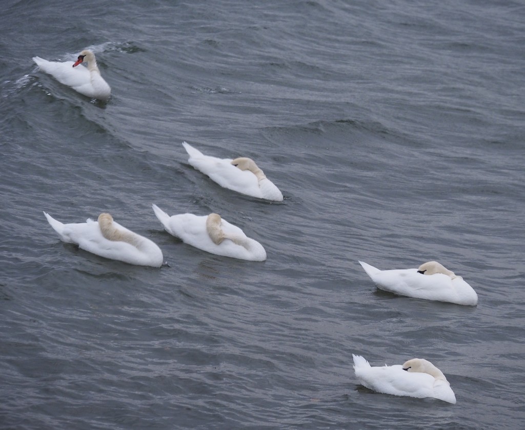 Riding the Waves by selkie